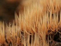 Pterula multifida 10, Sparrenveertje, Saxifraga-Jaap Schelvis