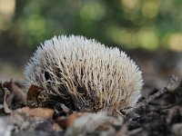 Pterula multifida 5, Sparrenveertje, Saxifraga-Luuk Vermeer