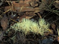 Pterula multifida 9, Sparrenveertje, Saxifraga-Jan van der Straten