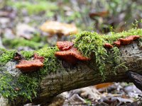 Fungus Pycnoporus cinnabarinus on dead branch  Fungus Pycnoporus cinnabarinus on dead branch : fungus, Pycnoporus cinnabarinus, fungi dead branch, branch, moss, mosses, vermillion, vermeill, color, colored, nature, natural, fall, autumn, autumnal, outside, outdoor, no people, nobody, growth