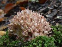 Ramaria botrytis 2, Bloemkoolzwam, Saxifraga-Luuk Vermeer