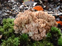 Ramaria botrytis 3, Bloemkoolzwam, Saxifraga-Luuk Vermeer