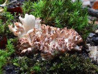 Ramaria botrytis 6, Bloemkoolzwam, Saxifraga-Luuk Vermeer