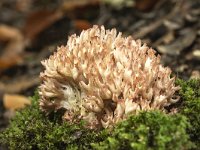 Ramaria botrytis 8, Bloemkoolzwam, Saxifraga-Luuk Vermeer