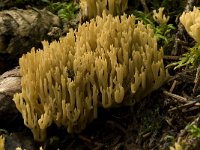 Ramaria eumorpha 2, Naaldboskoraalzwam, Saxifraga-Willem van Kruijsbergen