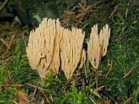 Ramaria eumorpha 3, Naaldboskoraalzwam, Saxifraga-Peter Meininger