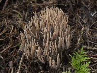 Ramaria eumorpha 4, Naaldboskoraalzwam, Saxifraga-Willem van Kruijsbergen