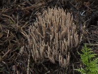 Ramaria eumorpha 5, Naaldboskoraalzwam, Saxifraga-Willem van Kruijsbergen