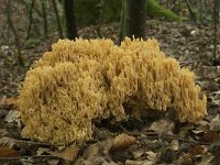 Ramaria flavescens 10, Gelige koraalzwam, Saxifraga-Willem van Kruijsbergen