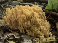 Ramaria flavescens 12, Gelige koraalzwam, Saxifraga-Willem van Kruijsbergen