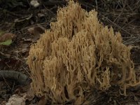 Ramaria flavescens 2, Gelige koraalzwam, Saxifraga-Willem van Kruijsbergen