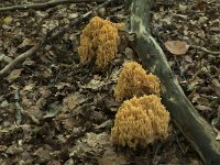 Ramaria flavescens 8, Gelige koraalzwam, Saxifraga-Willem van Kruijsbergen