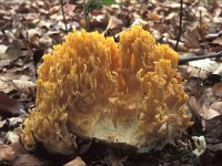 Ramaria formosa 3, Fraaie koraalzwam, Saxifraga-Jan van der Straten