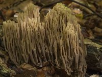 Ramaria stricta 12, Rechte koraalzwam, Saxifraga-Willem van Kruijsbergen