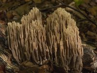 Ramaria stricta 15, Rechte koraalzwam, Saxifraga-Willem van Kruijsbergen