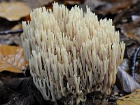 Ramaria stricta 20, Rechte koraalzwam, Saxifraga-Luuk Vermeer