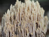 Ramaria stricta 22, Rechte koraalzwam, Saxifraga-Luuk Vermeer