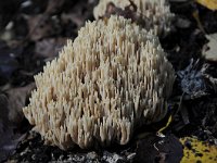 Ramaria stricta 25, Rechte koraalzwam, Saxifraga-Luuk Vermeer