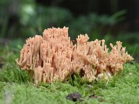 Ramaria subbotrytis 2, Beukenkoraalzwam, Saxifraga-Luuk Vermeer