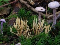 Ramariopsis tenuiramosa 3, Bezemkoraaltje, Saxifraga-Lucien Rommelaars