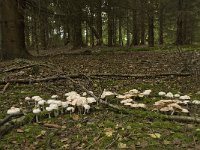 Rhodocollybia maculata 2, Roestvlekkenzwam, Saxifraga-Willem van Kruijsbergen