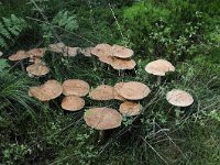 Rhodocollybia maculata 4, Roestvlekkenzwam, Saxifraga-Luuk Vermeer