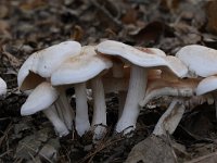 Rhodocollybia maculata 8, Roestvlekkenzwam, Saxifraga-Luuk Vermeer