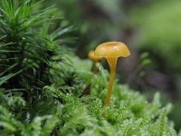 Rickenella fibula 2, Oranjegeel trechtertje, Saxifraga-Luuk Vermeer