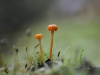 Rickenella fibula 3, Oranjegeel trechtertje, Saxifraga-Luuk Vermeer