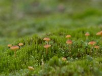 Rickenella fibula 4, Oranjegeel trechtertje, Saxifraga-Luuk Vermeer