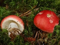 Russula emetica 1, Braakrussula, Saxifraga-Marijke Verhagen