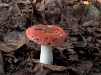 Russula emetica 2, Braakrussula, Saxifraga-Jan van der Straten