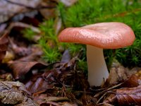 Russula emetica 3, Braakrussula, Saxifraga-Rik Kruit