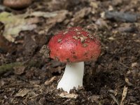 Russula emetica sl, incl silvestris 10, Braakrussula, Saxifraga-Willem van Kruijsbergen