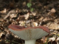 Russela emetica sl 6, Braakrussula, Saxifraga-Willem van Kruijsbergen