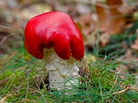 Russula emetica 4, Braakrussula, Saxifraga-Rik Kruit