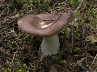 Russula integra var integra 4, Saxifraga-Willem van Kruijsbergen