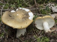 Russula ochroleuca 1, Geelwitte russula, Saxifraga-Willem van Kruijsbergen