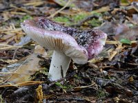 Russula undulata 2, Zwartpurperen russula, Saxifraga-Luuk Vermeer