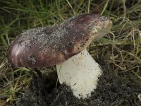 Russula undulata 3, Zwartpurperen russula, Saxifraga-Willem van Kruijsbergen