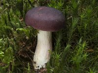 Russula xerampelina 2, Roodvoetrussula, Saxifraga-Willem van Kruijsbergen