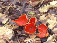 Sarcoscypha coccinea 16, Rode kelkzwam, Saxifraga-Jan Nijendijk