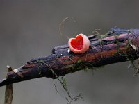 Sarcoscypha coccinea 4, Rode bekerzwam, Saxifraga-Bart Vastenhouw