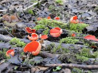 Sarcoscypha coccinea 17, Rode kelkzwam, Saxifraga-Luuk Vermeer