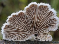 Schizophyllum commune 11, Waaiertje, Saxifraga-Luuk Vermeer