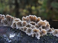 Schizophyllum commune 15, Waaiertje, Saxifraga-Luuk Vermeer