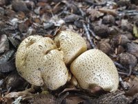 Fugus Common earthball (Scleroderma citrinum)  Fugus Common earthball (Scleroderma citrinum) : autumn, Common earthball, earth ball, earthball, fall, fugus, fungi, natural, nature, puffball, Scleroderma citrinum