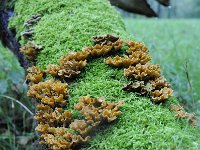 Stereum gausapatum 6, Eikenbloedzwam, Saxifraga-Luuk Vermeer