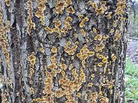 Fungus False turkey tail fungi (Stereum hirsutum)  Fungus False turkey tail fungi (Stereum hirsutum) : Stereum hirsutum, false turkey tail, young, fungus, fungi, tree, bark, trunk, nobody, no people, outside, outdoors, outdoor, fall, autumn, autumnal, nature, natural, yellow