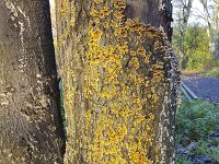 Fungus False turkey tail (Stereum hirsutum)  Fungus False turkey tail fungi (Stereum hirsutum) : bark, tree, nature, natural, yellow, Stereum hirsutum, false turkey tail, young, fungus, fungi, trunk, nobody, no people, outside, outdoors, outdoor, fall, autumn, autumnal